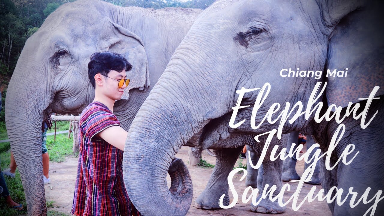 (Vlog) TRẠI VOI CHIANGMAI – ngưng CƯỠI VOI !  (Elephant Jungle Sanctuary Chiangmai)